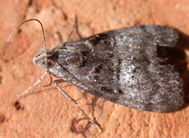 Maple Webworm